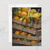 frisch gepflückte Orangen Postkarte (Vorne/Hinten)