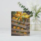 frisch gepflückte Orangen Postkarte (Stehend Vorderseite)