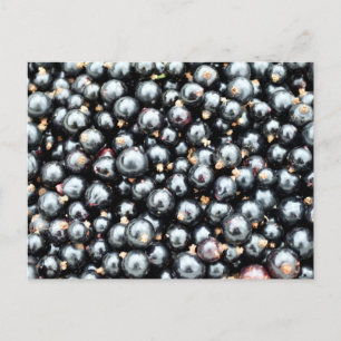 Frisch gepflückte schwarze Johannisbeeren Postkarte