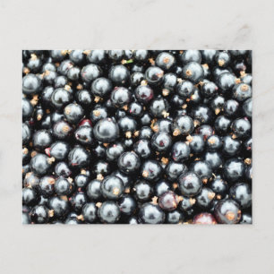 Frisch gepflückte schwarze Johannisbeeren Postkarte