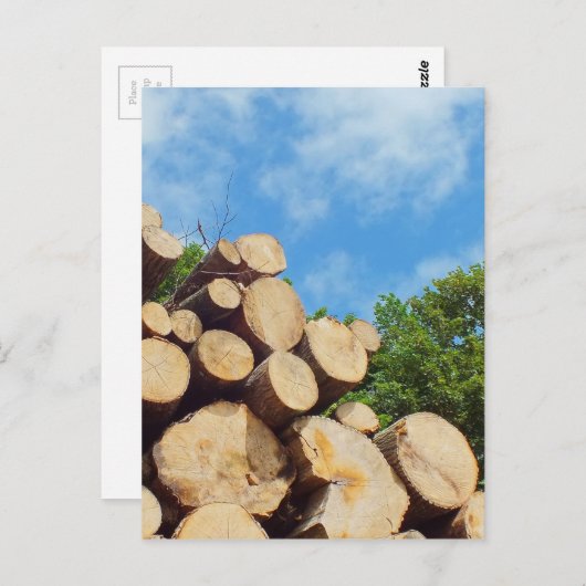 frisch geschnittenes Holz im Wald unter blauem Him Postkarte (Vorne/Hinten)