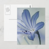 Frische Blaue Blumenfoto Postkarte (Vorne/Hinten)