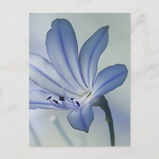 Frische Blaue Blumenfoto Postkarte (Vorderseite)