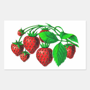 Frische Erdbeeren Rechteckiger Aufkleber