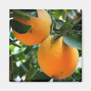 Frische Frucht - Orangen-Magnet Magnet