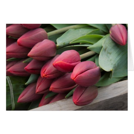 Frische Frühlingtulis (Vorderseite (Horizontal))