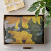 Frische gelbe Sonnenblumen in einem Jar Seidenpapier (Geschenk)