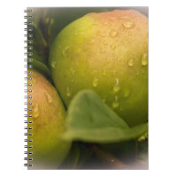 Frische grüne Äpfel mit Regentropfen