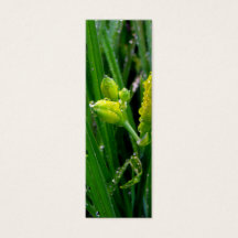 frische grüne Frühlingszwiebeln mit Regenfällen.