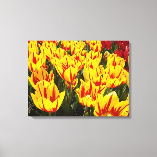 Frische Leinwand Art Yellow Tulips (Vorderseite)