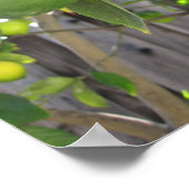 Frische Limes Poster (Ecke)