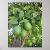 Frische Limes Poster (Vorne)