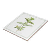 FRISCHE OREGANO 4.25x4.25-Keramik-Datei (-text) Fliese (Seite)