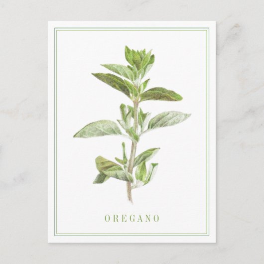 FRISCHE OREGANO Postkarte (Vorderseite)