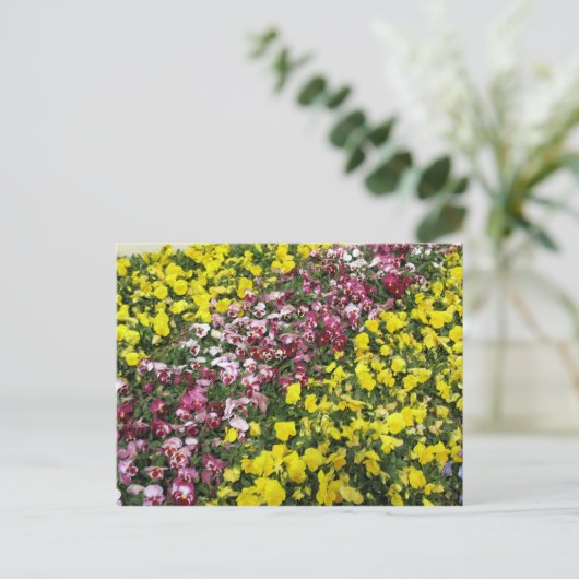 Frische Pasta machen Postkarte (Stehend Vorderseite)