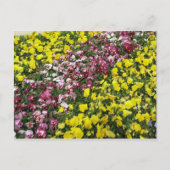 Frische Pasta machen Postkarte (Vorderseite)