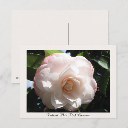 Frische Pasta machen Postkarte (Vorne/Hinten)