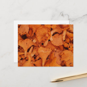 Frische Pfifferlinge Fotografie Postkarte