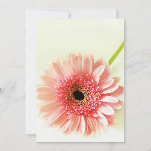 Frische Pinke Gerbera-Daisy-Fotografie Dankeskarte
