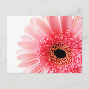 Frische Pinke Gerbera-Daisy-Fotografie Feiertagspostkarte