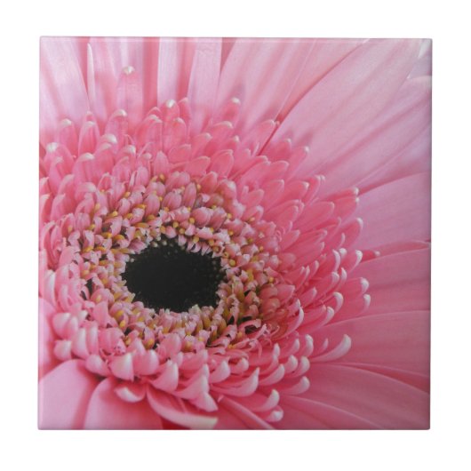 Frische Pinke Gerbera-Daisy-Fotografie Fliese (Vorderseite)