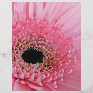 Frische Pinke Gerbera-Daisy-Fotografie Flyer