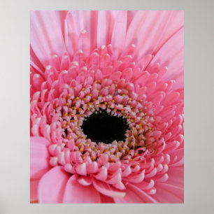 Frische Pinke Gerbera-Daisy-Fotografie Poster