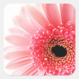 Frische Pinke Gerbera-Daisy-Fotografie Quadratischer Aufkleber