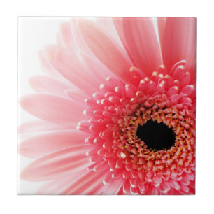 Frische Pinke Gerbera-Margerite Fotografie Fliese