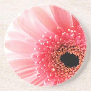 Frische Pinke Gerbera-Margerite Fotografie Getränkeuntersetzer