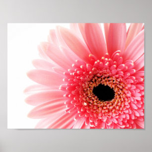 Frische Pinke Gerbera-Margerite Fotografie Poster
