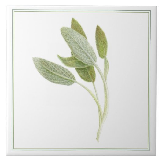 FRISCHE SAGE 6"x6" Keramik Tile (-text) Fliese (Vorderseite)