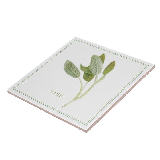 FRISCHE SAGE 6"x6" Keramik Tile (+text) Fliese (Seite)