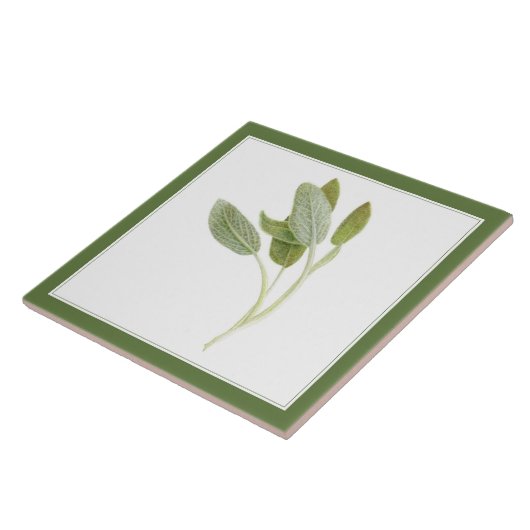 FRISCHE SAGE 6"x6" Keramik Tile (-text) Grün Fliese (Seite)
