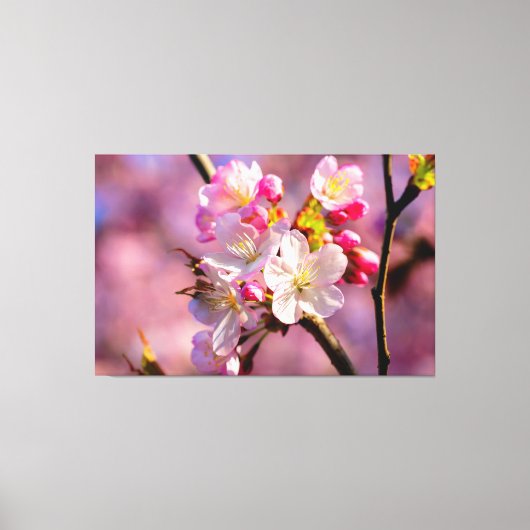 Frische Sakura Blume im Garten im Springtime Leinwanddruck (Vorderseite)