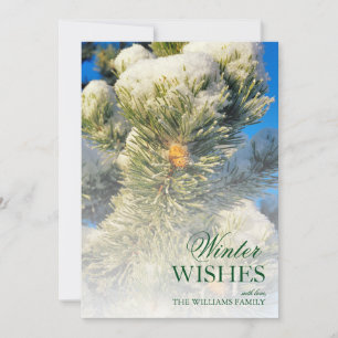 Frische Schnee auf Pine Needles