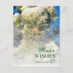 Frische Schnee auf Pine Needles Postkarte