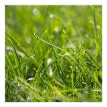 Frische Sommer-Morgengras