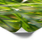 Frische Sommer-Morgengras Poster (Ecke)