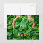 Frische Spinachernte in Händen Feiertagspostkarte (Vorne/Hinten)