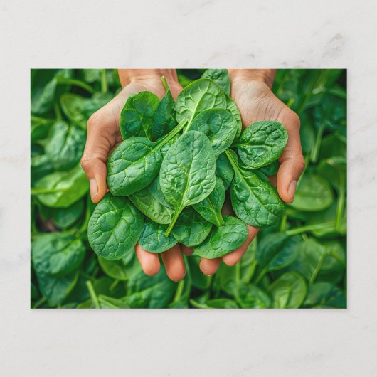 Frische Spinachernte in Händen Feiertagspostkarte (Vorderseite)