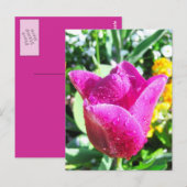 Frische Tulpen - Postkarte (Vorne/Hinten)