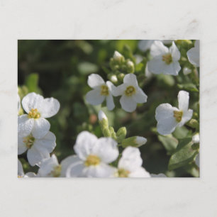 Frische weiße Sommergartenblumen und grüne Blätter Postkarte