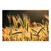 Frische Weizenfelder Fotodruck (Vorne)