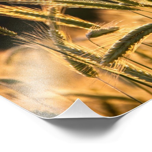 Frische Weizenfelder Fotodruck (Ecke)