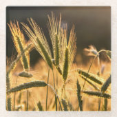 Frische Weizenfelder Glasuntersetzer (Vorderseite)