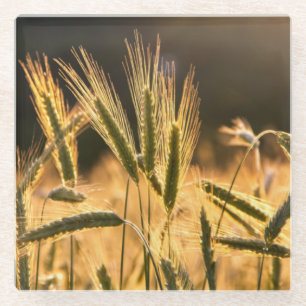 Frische Weizenfelder Glasuntersetzer