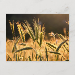 Frische Weizenfelder Postkarte