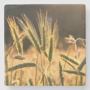 Frische Weizenfelder Steinuntersetzer