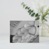 Frischeier Postkarte (Stehend Vorderseite)